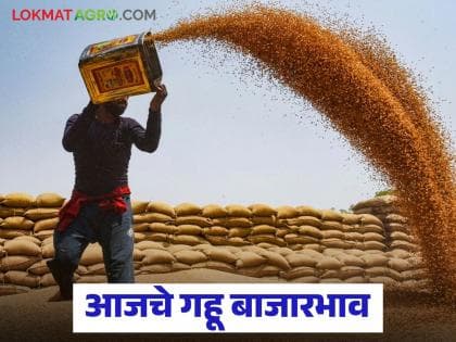 गहू बाजारातील अपडेटः भारतीय बाजारात गव्हाच्या किंमती बदलतात