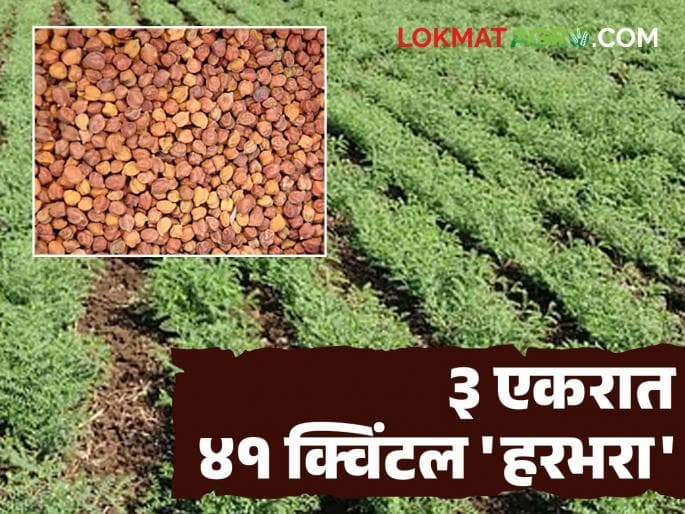 Record Groundnut Production Achieved with Tushar Irrigation Technology