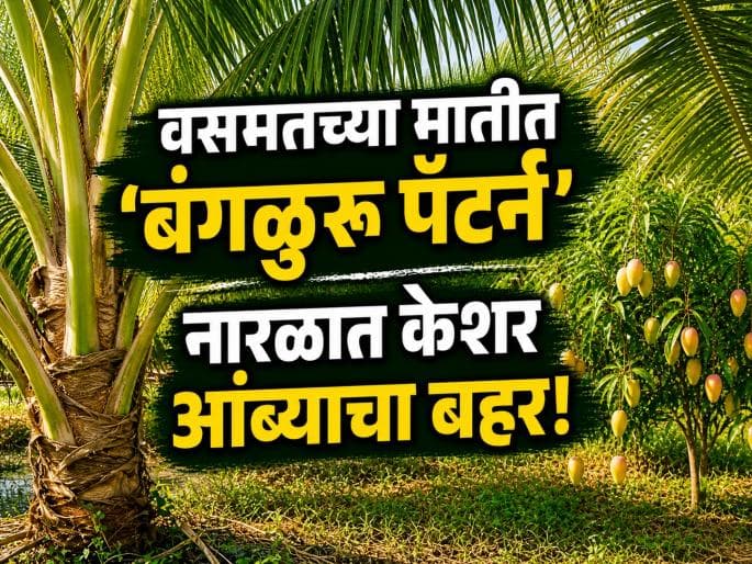Hingoli Farmer's Innovative Coconut and Mango Experiment Yields Fruitful Results