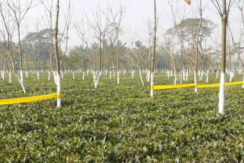 শ্রমিকদের বিক্ষোভের মধ্যে চার মাসের অচলাবস্থার পর দেওপাড়া চা বাগান পুনরায় খোলা হয়েছে