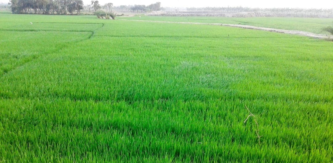 North Bengal's Agricultural Boom: Boro Paddy Cultivation in Full Swing