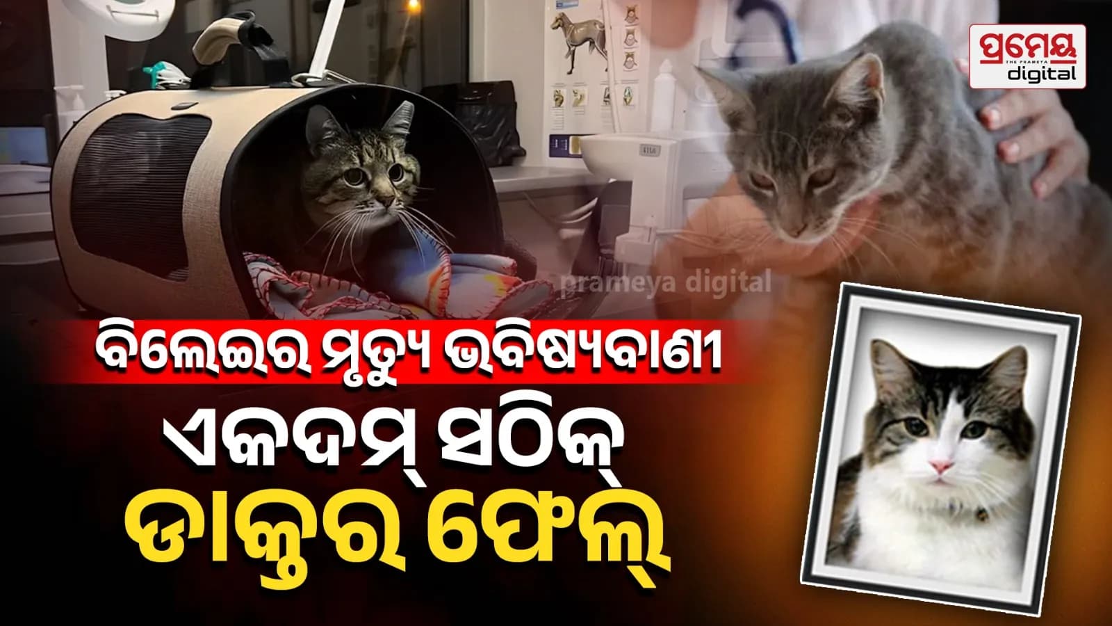 ରହସ୍ୟମୟ ଧଳା ବିରାଡ଼ି ଅସ୍ୱାଭାବିକ ସଠିକତା ସହିତ ରୋଗୀଙ୍କ ମୃତ୍ୟୁର ପୂର୍ବାନୁମାନ କରିଛି