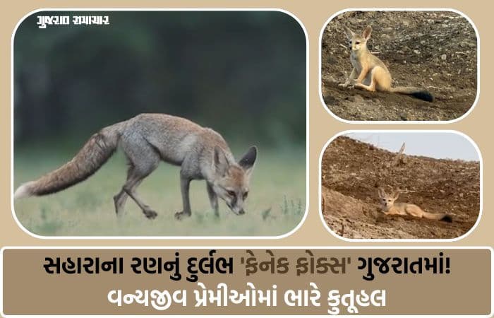 ગુજરાતના કચ્છના નાનકડા રણમાં દુર્લભ ફેનેક શિયાળ જોવા મળ્યું