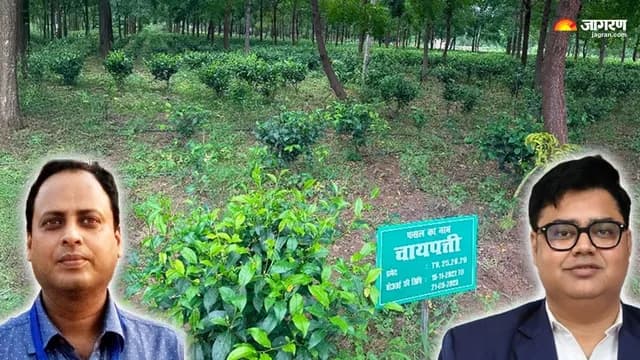 चाय की खेती के लिए आदर्श जलवायु स्थितियाँः रांची से एक अध्ययन